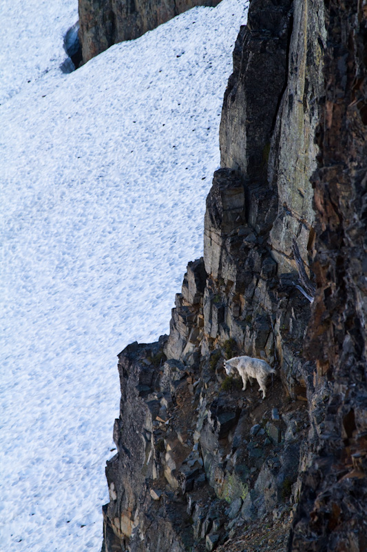 Mountain Goat On Cliff